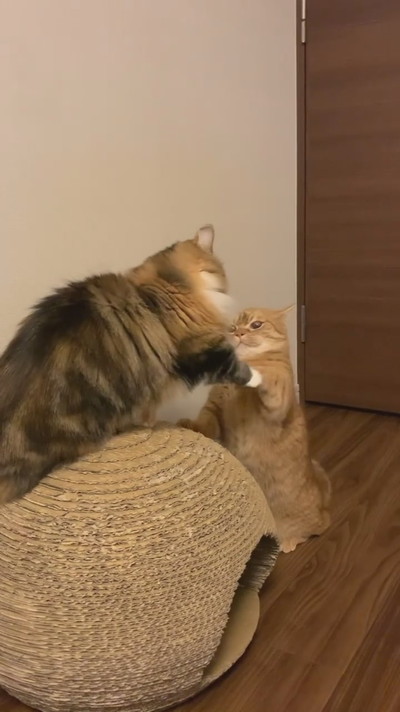 猫