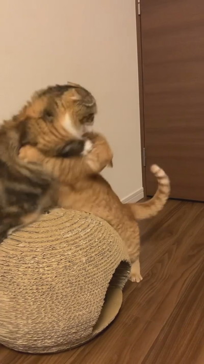 ゆるゆるケンカ中