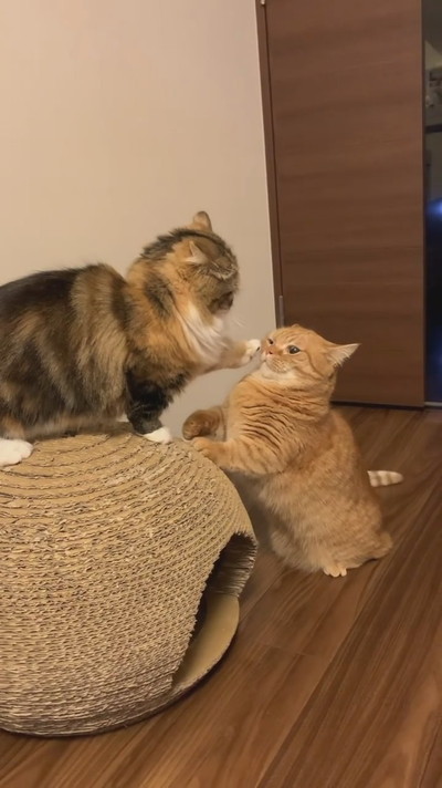 猫