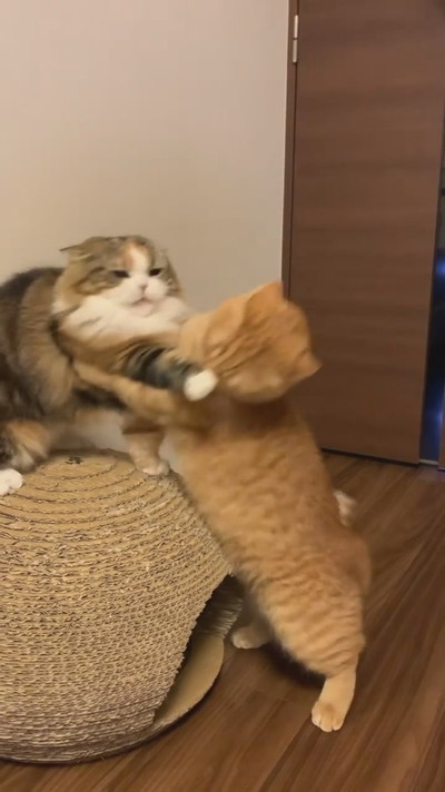 ゆるゆるケンカ中