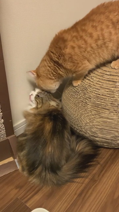 ゆるゆるケンカ中