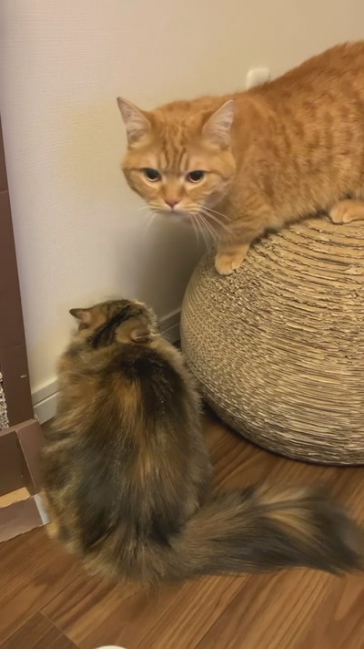 ゆるゆるケンカ中