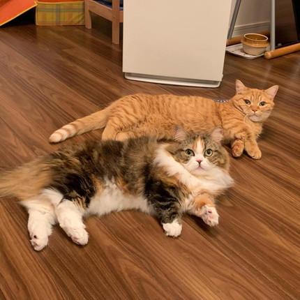 ももたくんとメイちゃん