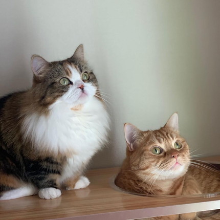 ももたくんとメイちゃん