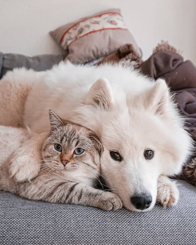 仲良しわんにゃん