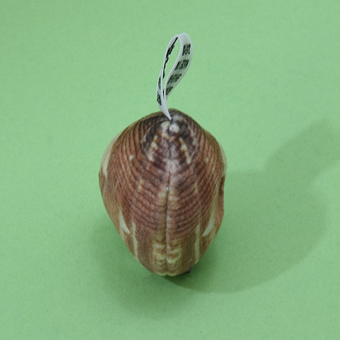 「神の創造物は著作権フリー」　アサリをパッキングしたぬいぐるみがかわいい