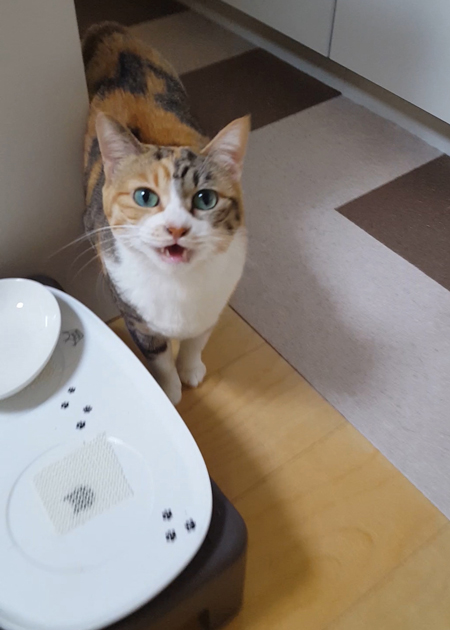 たまに早起きの菊ちゃん