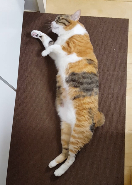 マットをかえたらの菊ちゃん