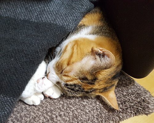 こっち来ての菊ちゃん