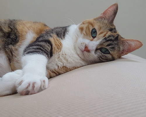 寝ころんでこちらを見る菊ちゃん