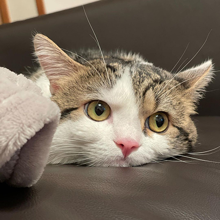 つぶらな瞳のライちゃん