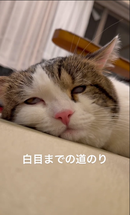 白目までの道のり4