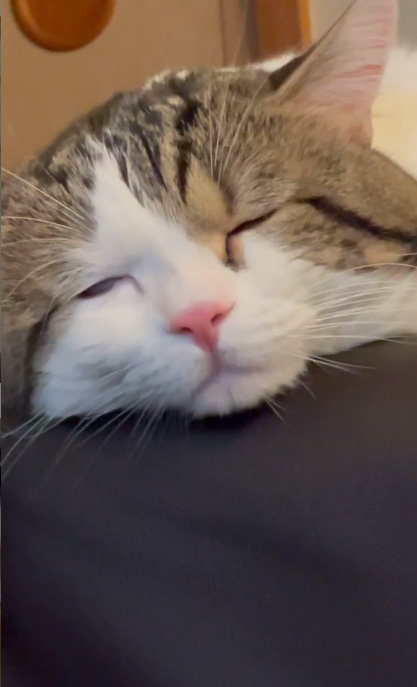 半目で眠るライちゃん