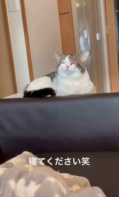 寝てくださいライちゃん2