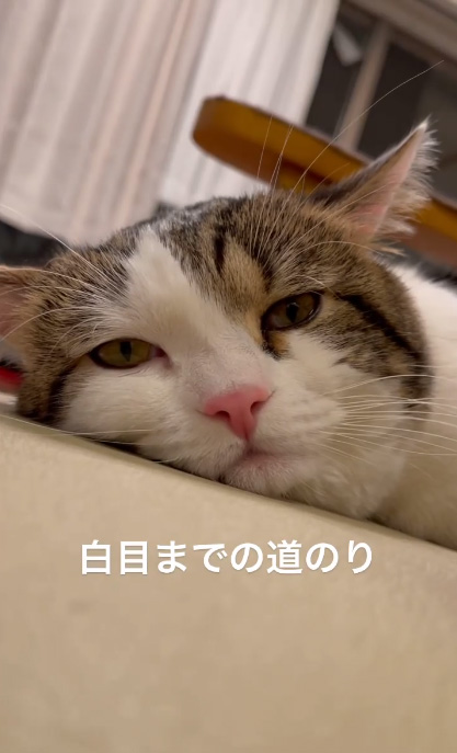 白目までの道のり1