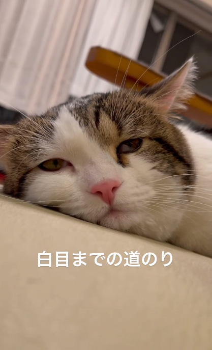 白目までの道のり2