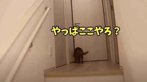 寂しくて ぬいぐるみ 一緒 飼い主を探す 猫 かわいい