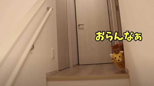 寂しくて ぬいぐるみ 一緒 飼い主を探す 猫 かわいい