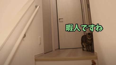 寂しくて ぬいぐるみ 一緒 飼い主を探す 猫 かわいい