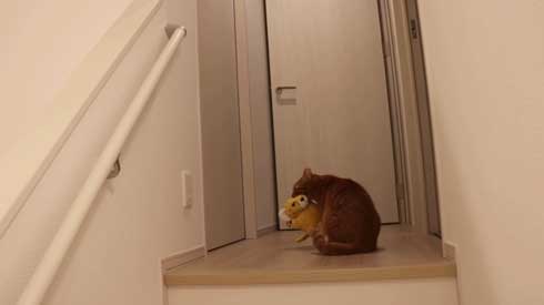 寂しくて ぬいぐるみ 一緒 飼い主を探す 猫 かわいい