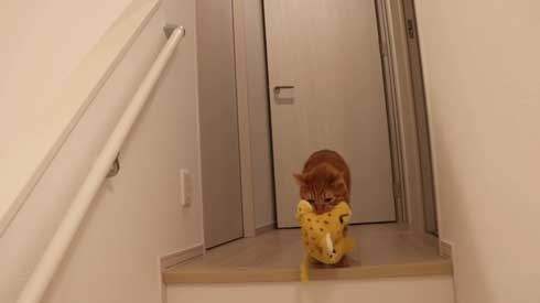 寂しくて ぬいぐるみ 一緒 飼い主を探す 猫 かわいい