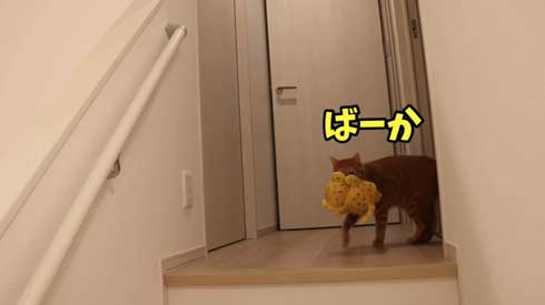 寂しくて ぬいぐるみ 一緒 飼い主を探す 猫 かわいい