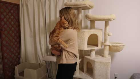 寂しくて ぬいぐるみ 一緒 飼い主を探す 猫 かわいい