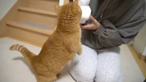 猫 プリンちゃん 雪だるま