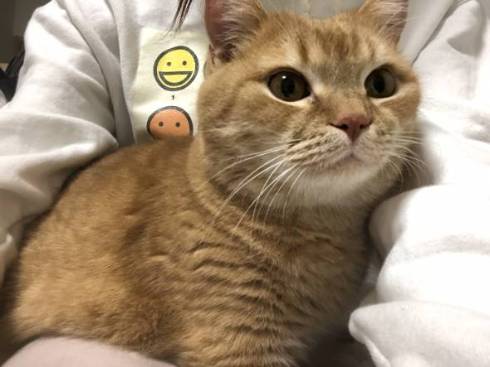 猫 プリンちゃん 雪だるま