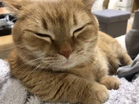 猫 プリンちゃん 雪だるま