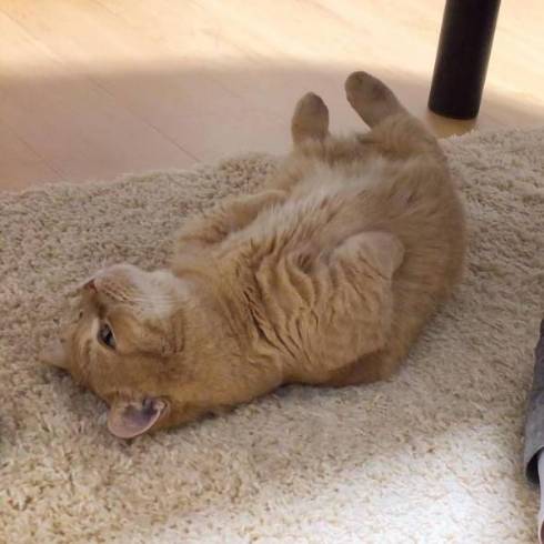 猫 プリンちゃん 雪だるま