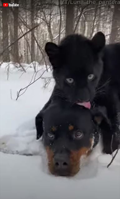 犬