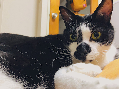 こちらを見るととくん