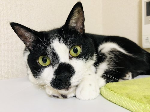 黄緑色のクッションとととくん