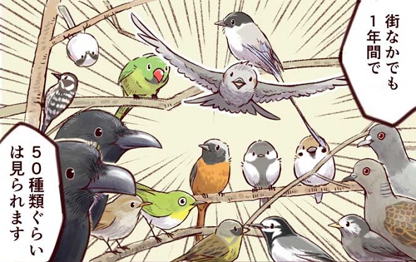 身近な鳥の生きざま事典 野鳥 身近な鳥 観察 一日一種