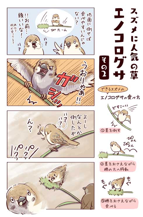 身近な鳥の生きざま事典 野鳥 身近な鳥 観察 一日一種