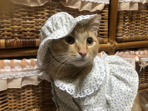 お洋服ネコちゃん
