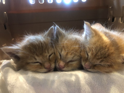 きょうだいたちと