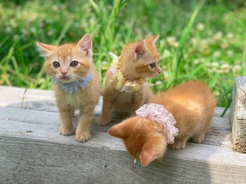 きょうだいたちと