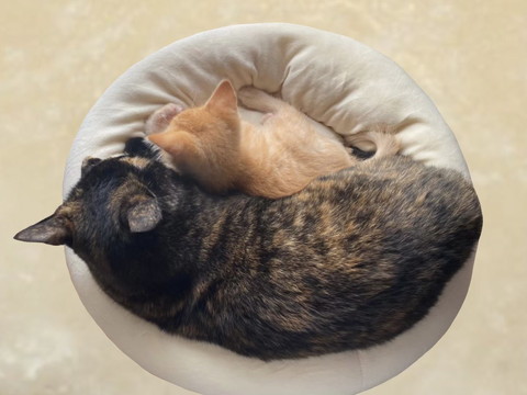 きょうだいたちと
