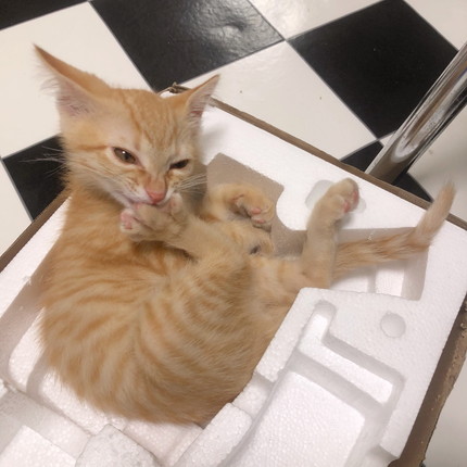 きょうだいたちと