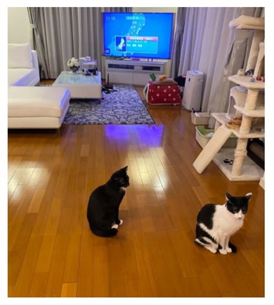 藤あや子 マル オレオ 猫 地震