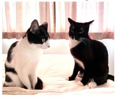 藤あや子 マル オレオ 猫 地震