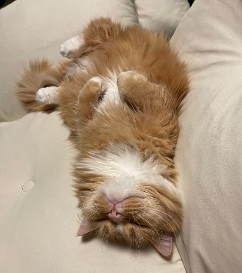 Munchkin
