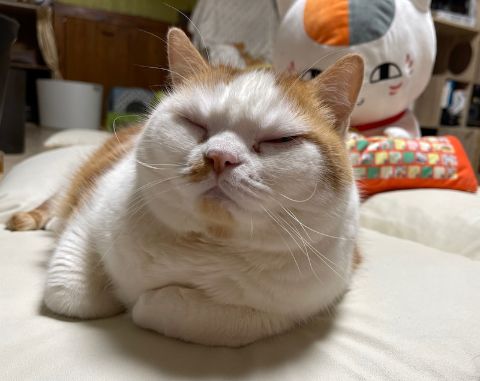 Munchkin