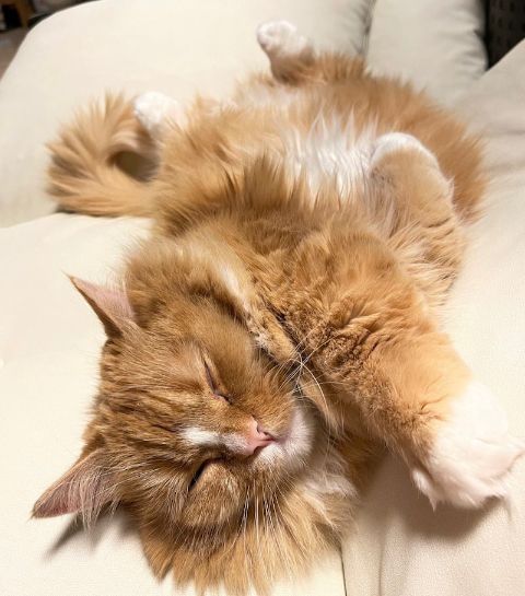 Munchkin