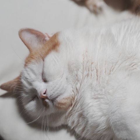 Munchkin