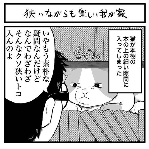 阻止ねこ