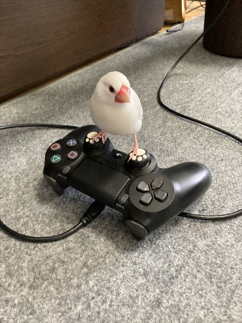 文鳥