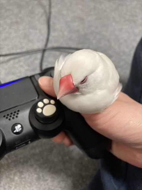 文鳥